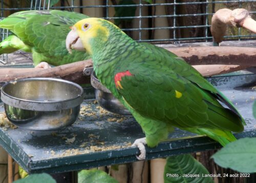 Bloedel Conservatory, Parc Queen Elizabeth, Vancouver, Colombie-Britannique