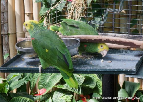Bloedel Conservatory, Parc Queen Elizabeth, Vancouver, Colombie-Britannique