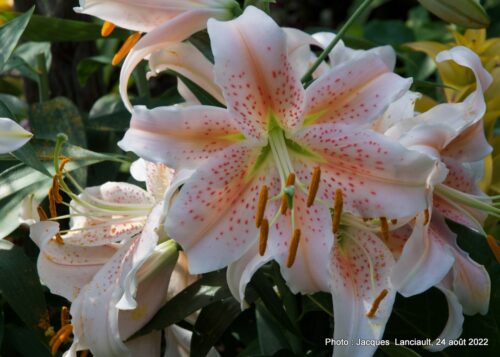 Bloedel Conservatory, Parc Queen Elizabeth, Vancouver, Colombie-Britannique