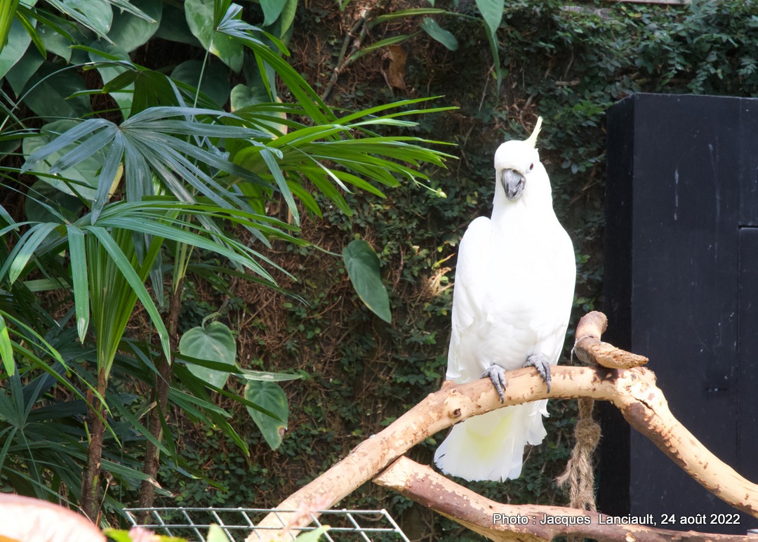 Bloedel Conservatory, Queen Elizabeth Park, Vancouver, Colombie-Britannique