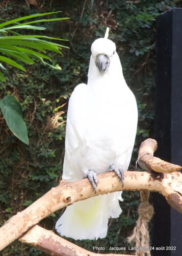 Bloedel Conservatory, Parc Queen Elizabeth, Vancouver, Colombie-Britannique