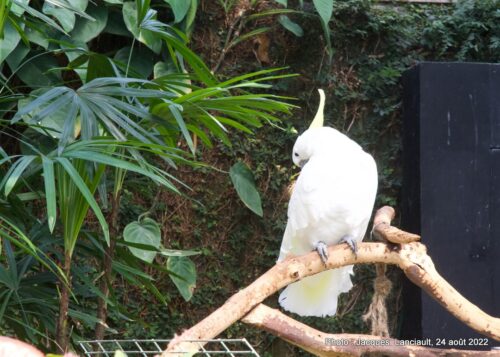 Bloedel Conservatory, Parc Queen Elizabeth, Vancouver, Colombie-Britannique