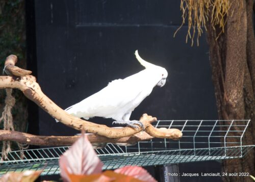 Bloedel Conservatory, Parc Queen Elizabeth, Vancouver, Colombie-Britannique