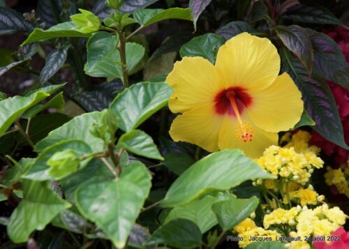 Bloedel Conservatory, Parc Queen Elizabeth, Vancouver, Colombie-Britannique