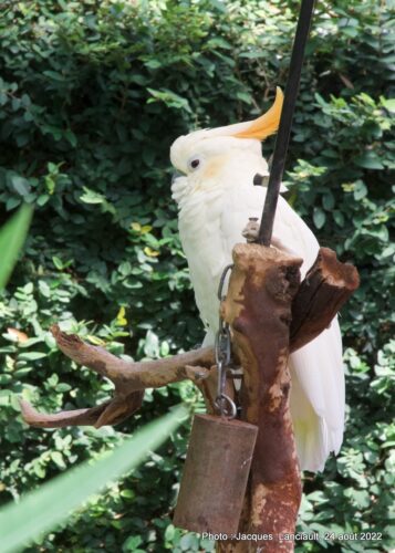 Bloedel Conservatory, Parc Queen Elizabeth, Vancouver, Colombie-Britannique