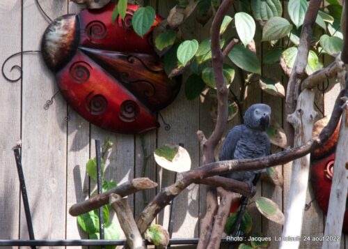 Bloedel Conservatory, Parc Queen Elizabeth, Vancouver, Colombie-Britannique