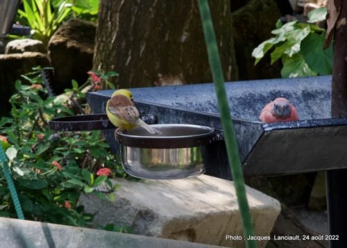Bloedel Conservatory, Parc Queen Elizabeth, Vancouver, Colombie-Britannique