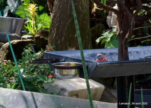 Bloedel Conservatory, Parc Queen Elizabeth, Vancouver, Colombie-Britannique