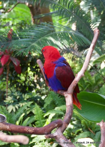 Bloedel Conservatory, Parc Queen Elizabeth, Vancouver, Colombie-Britannique