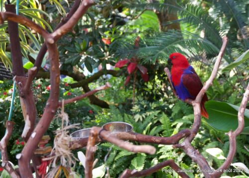 Bloedel Conservatory, Parc Queen Elizabeth, Vancouver, Colombie-Britannique