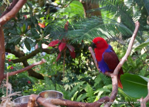 Bloedel Conservatory, Parc Queen Elizabeth, Vancouver, Colombie-Britannique