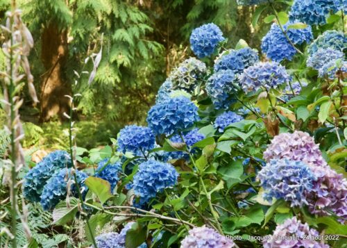 Queen Elizabeth Parc, Vancouver, Colombie-Britannique