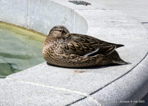 Donnerbrunnen, Vienne Autriche
