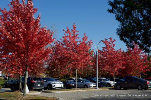 Automne 2024, Blainville