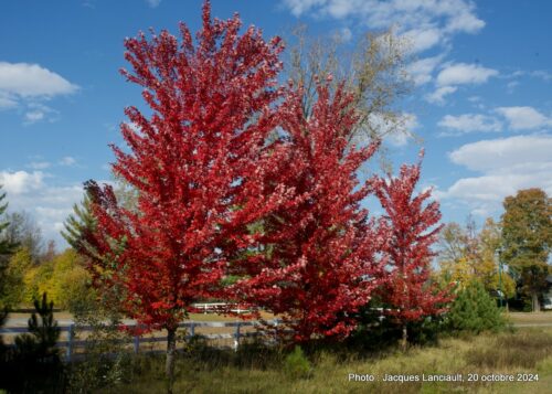 Automne 2024, Blainville