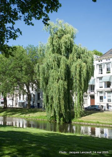 Saule, Westersingel, Rotterdam, Pays-Bas