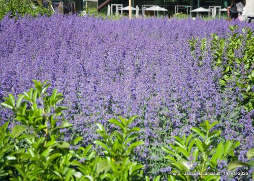 Fleurs, Museumpark, Rotterdam, Pays-Bas