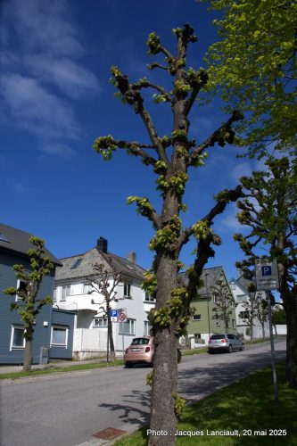Arbre, Ålesund, Norvège
