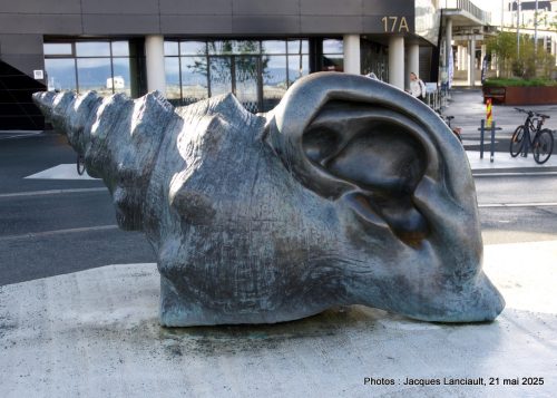 Conque auriculaire, Brattøra, Trondheim, Norvège