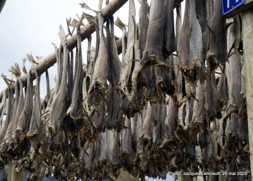 Séchoirs à poissons, Reine, archipel des îles Lofoten, Norvège