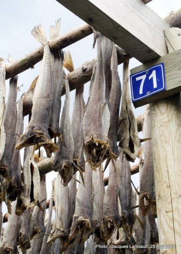 Séchoirs à poissons, Reine, archipel des îles Lofoten, Norvège