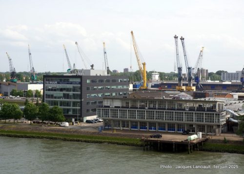 Grues, Rotterdam, Pays-Bas
