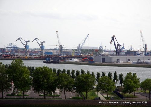 Champs de grues, Rotterdam, Pays-Bas