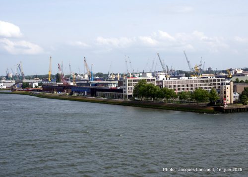 Champs de grues, Rotterdam, Pays-Bas