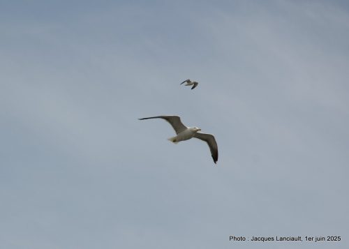 Oiseaux, Rotterdam, Pays-Bas