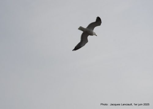 Oiseaux, Rotterdam, Pays-Bas