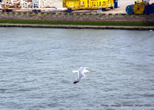 Oiseaux, Rotterdam, Pays-Bas