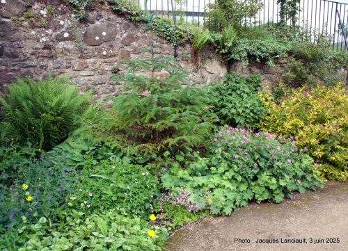 Jardin de Hawthorn Bank, South Queensferry, Écosse, Royaume-Uni