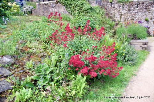 Jardin de Hawthorn Bank, South Queensferry, Écosse, Royaume-Uni