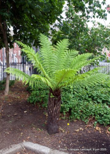 Merrion Square, Dublin, République d’Irlande