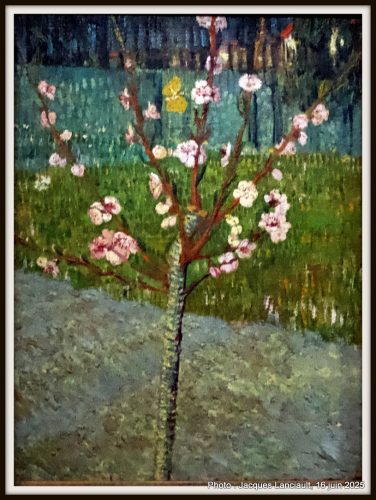 Pêcher en fleurs, Musée Van Gogh, Amsterdam, Pays-Bas